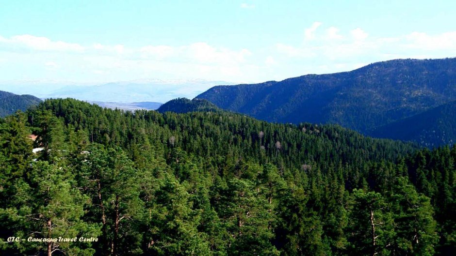Гиндзе лес Грузия
