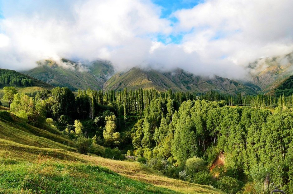 Горные пихтовые леса Западного Кавказа