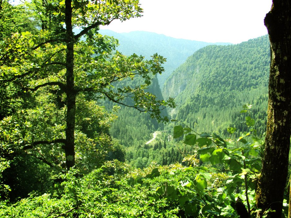 Грузия леса горы