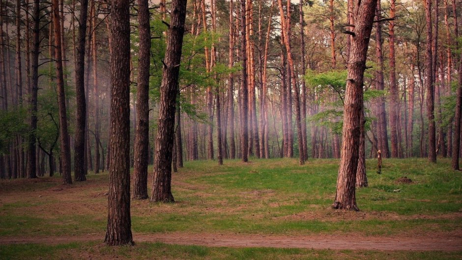 Сосновый Бор Ярославль лес