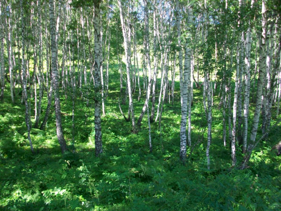 Лес Красноярского края