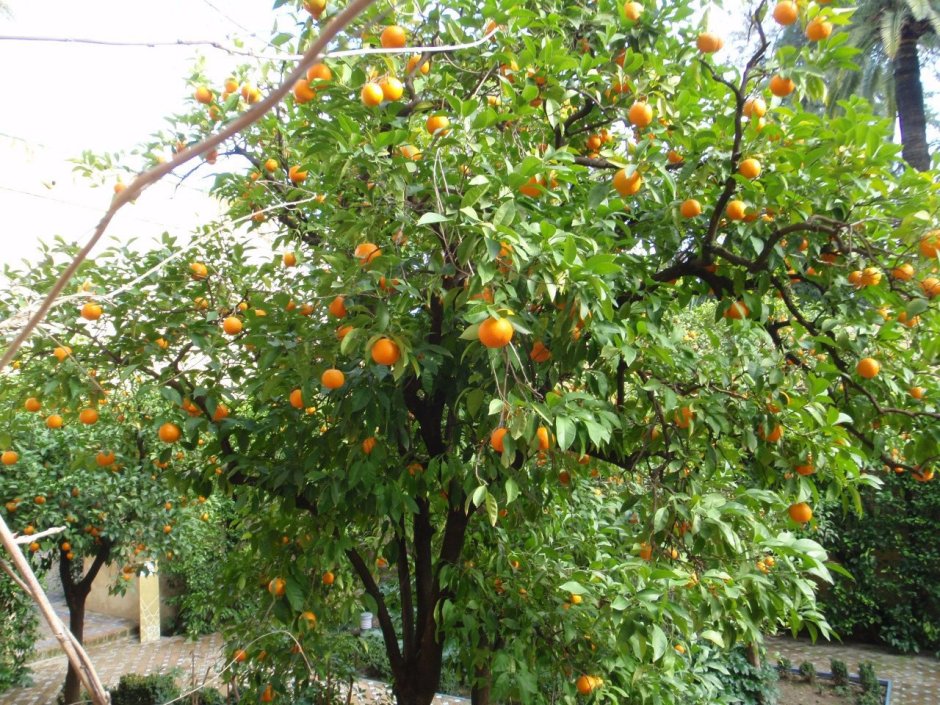 Апельсиновые деревья в Севилье Испания