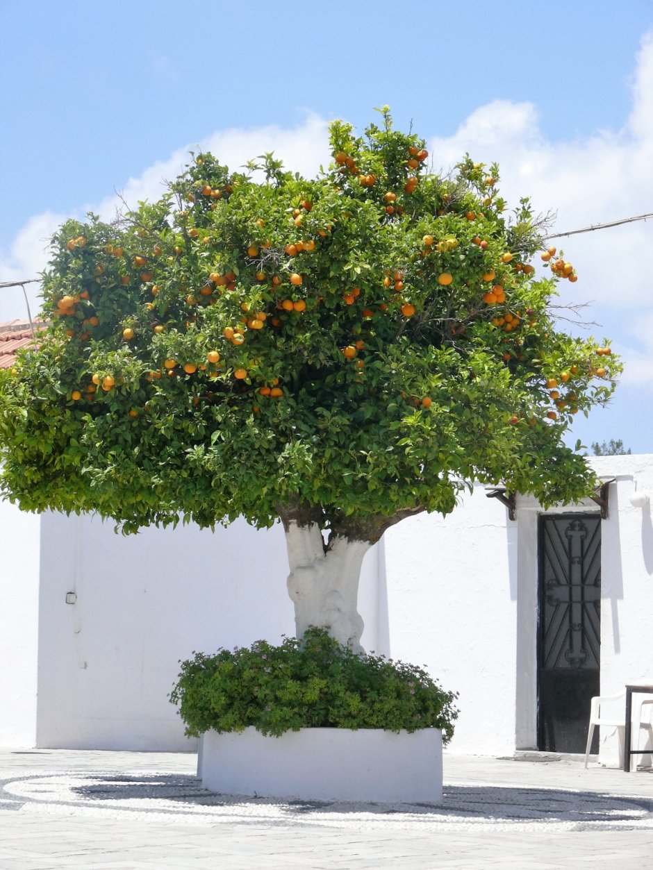 Робер Уден апельсиновое дерево