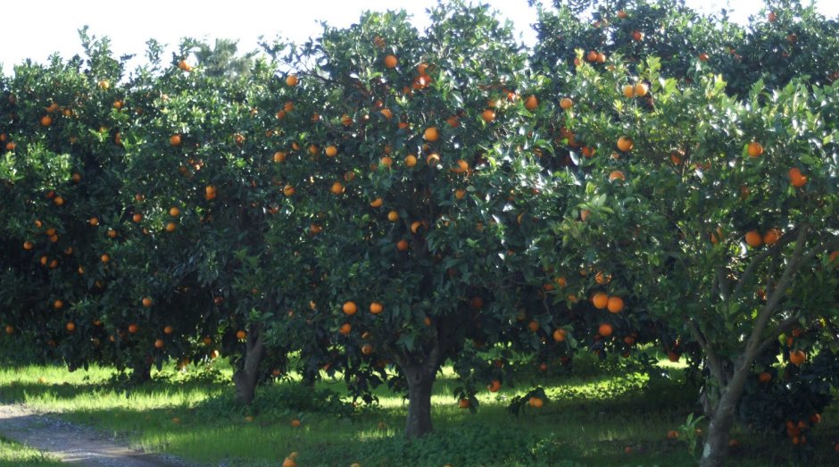 Апельсиновые сады Крит