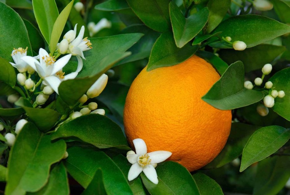 Нероли цветок апельсина