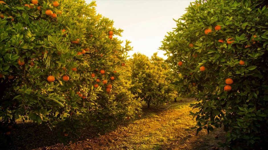 Сад абрикосов в Турции