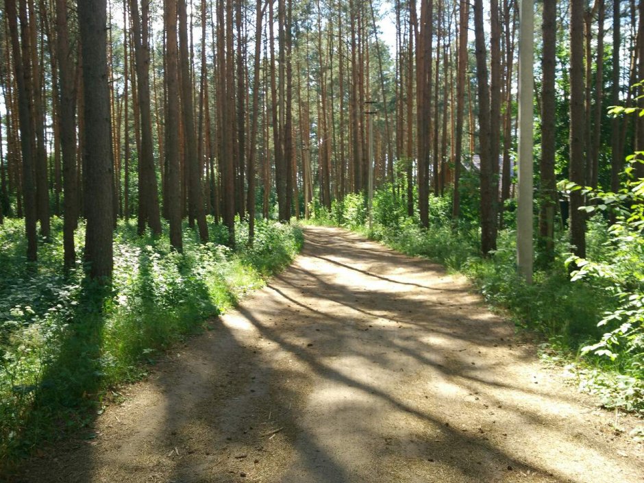 Сосновые леса Псковской области
