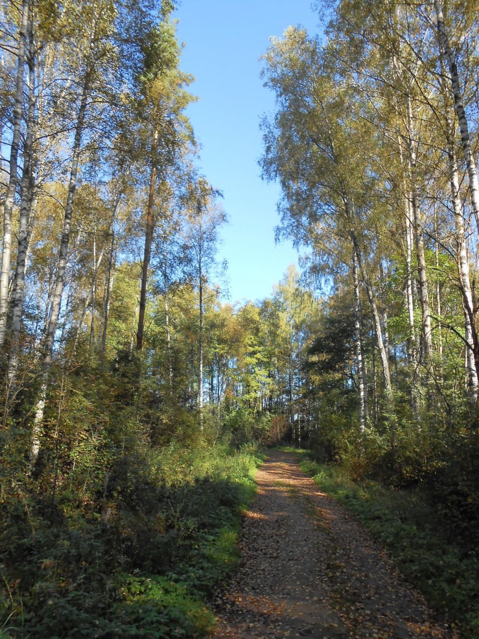 Лиственные леса в Пскове