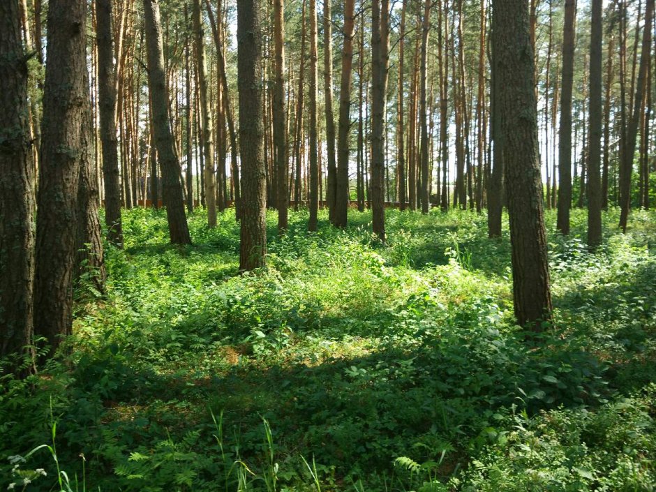 Лес Псковской области Тайга