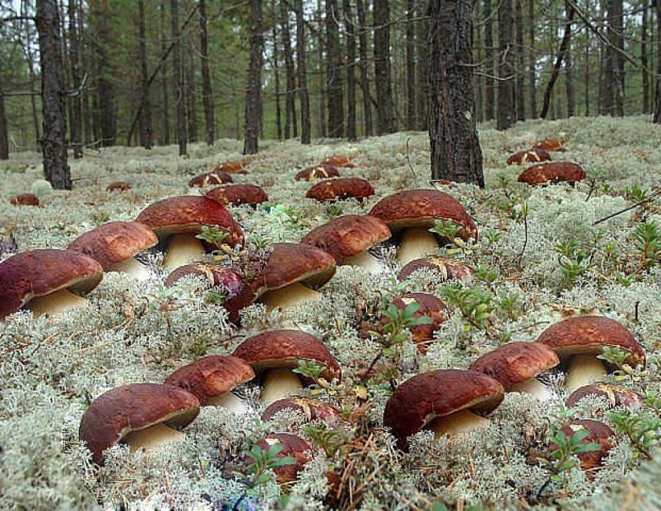 Печоры лес