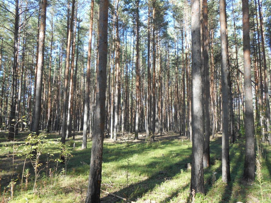 Псковская область лесов