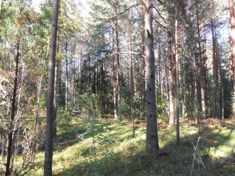 Сосновый лес Псков
