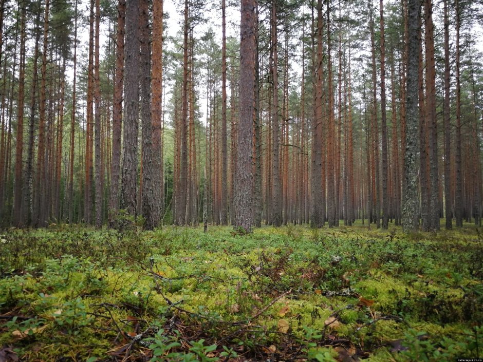 Сопки в лесу Псковская область