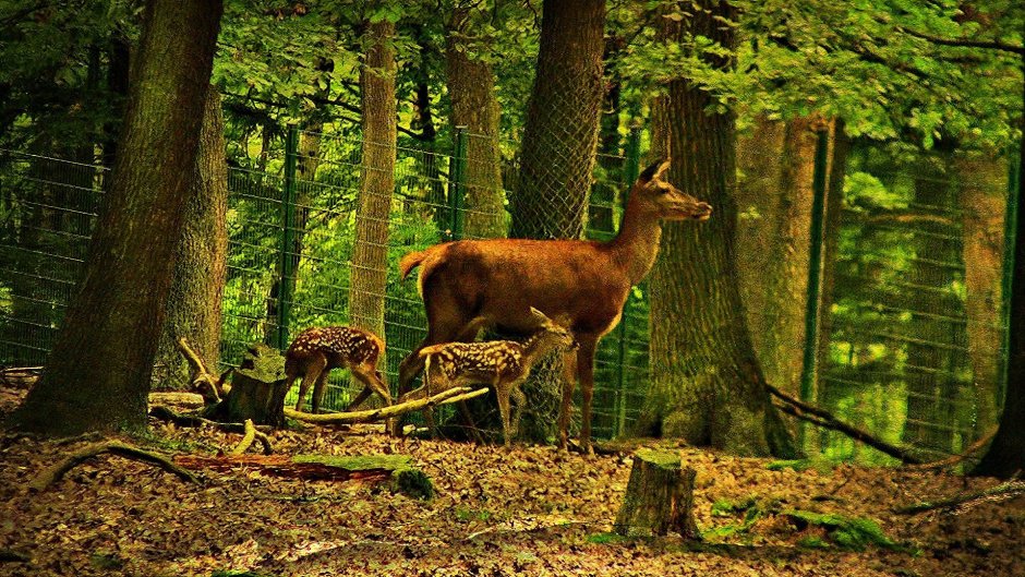 Широколиственный лес животные