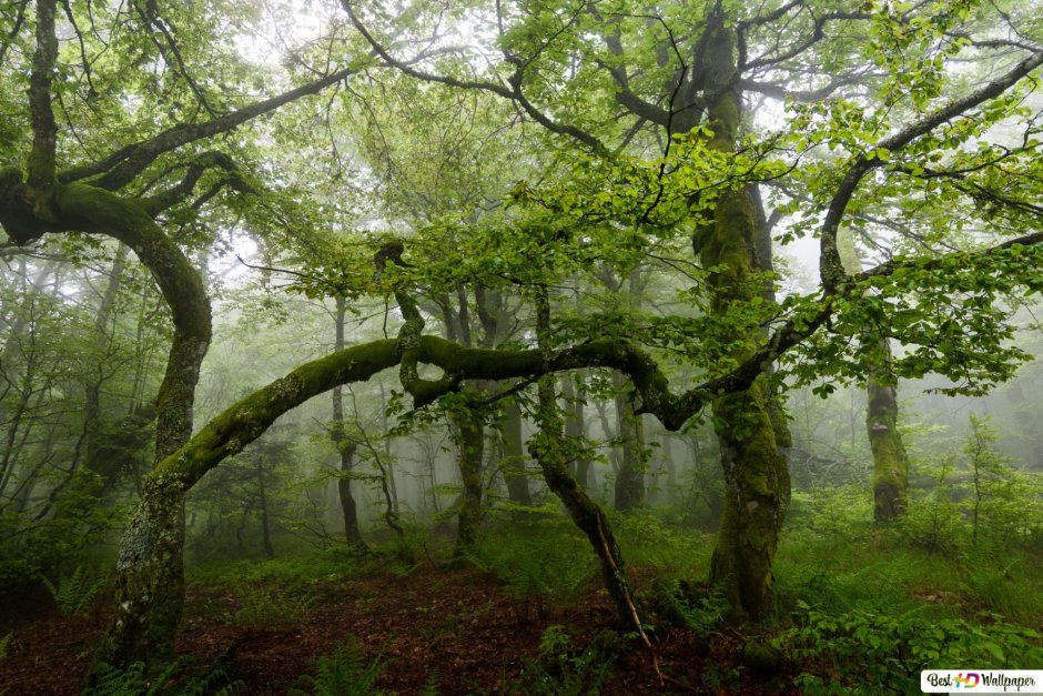 Лиановый лес в Дагестане