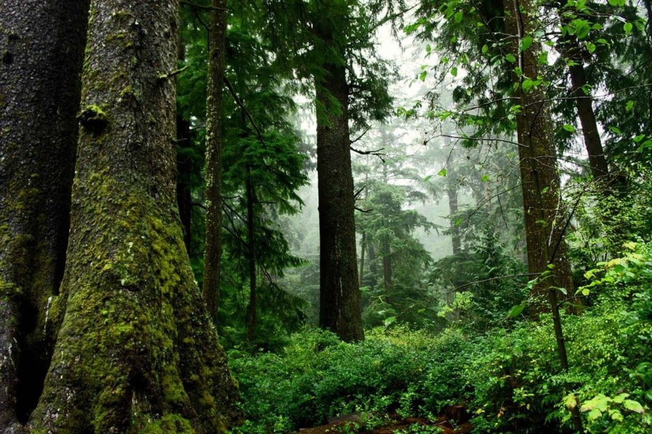 Дождевой лес Орегон