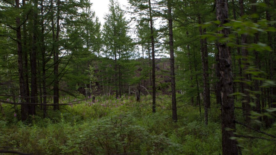 Лиственничный лес Камчатка