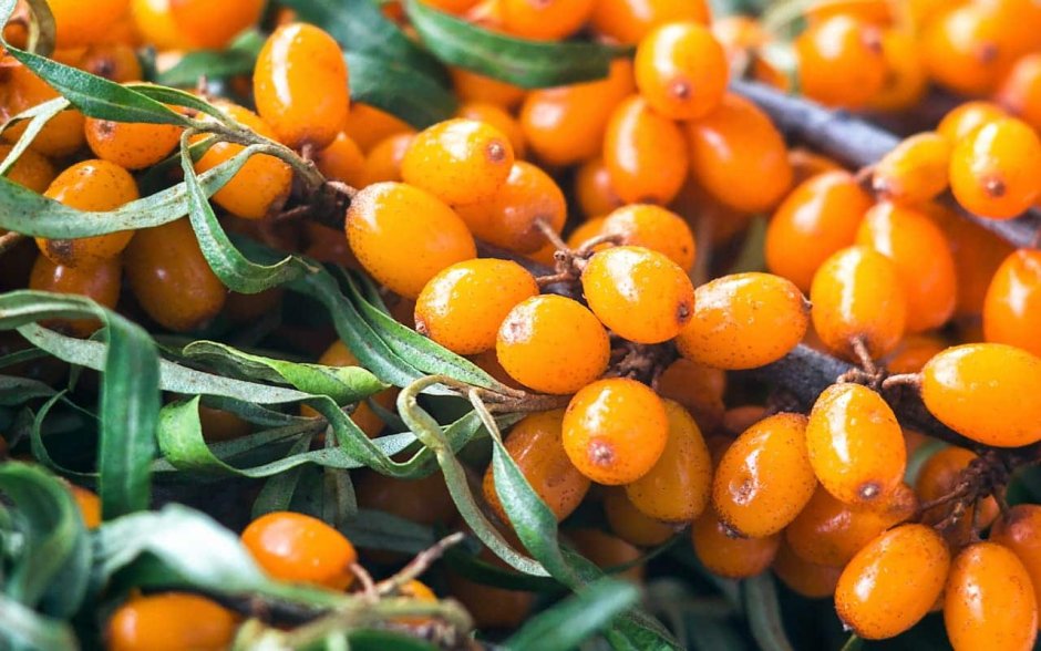 Оранжевые вытянутые ягоды