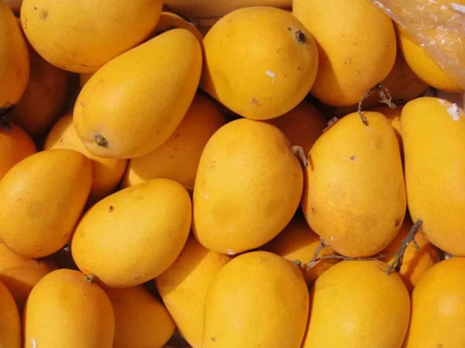 Сорт манго Alphonso