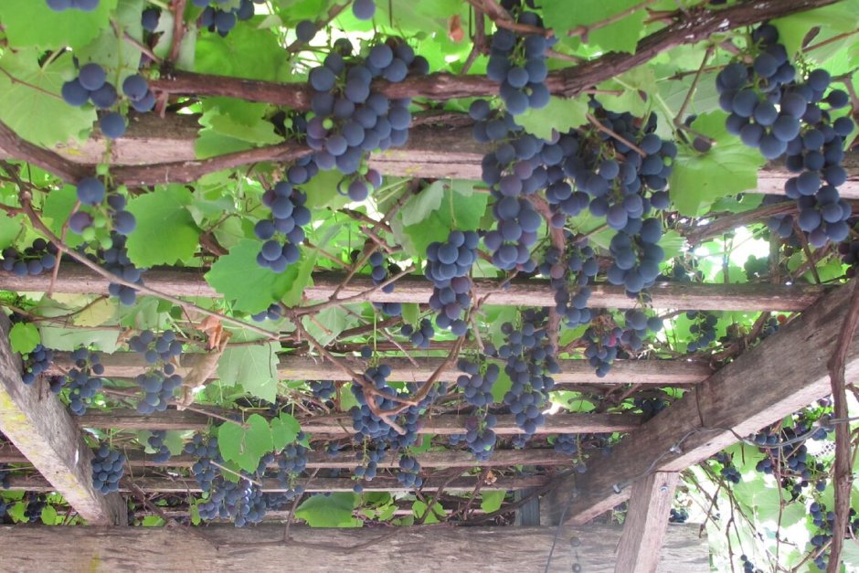 Саженцы винограда Изабелла