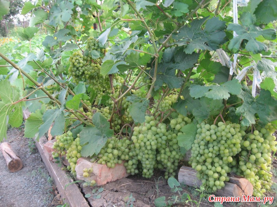 Виноград в огороде
