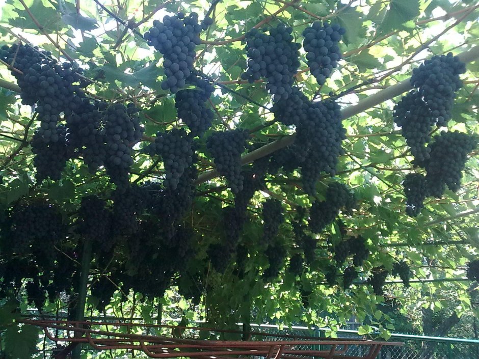 Саперави виноград