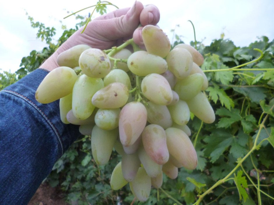 Виноград условия выращивания