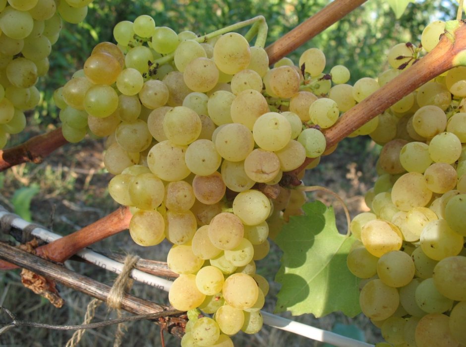 Виноград Изабелла Молдавия