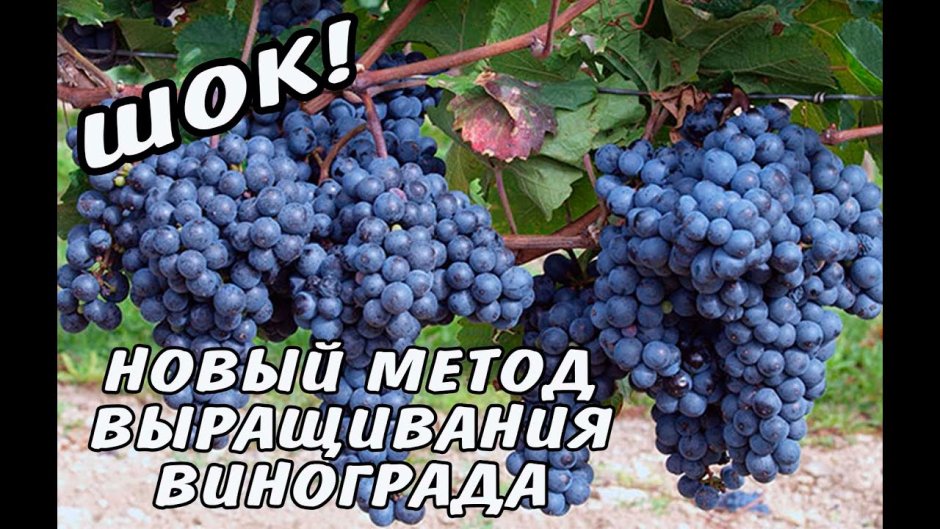 Изабелла виноград Сибирский
