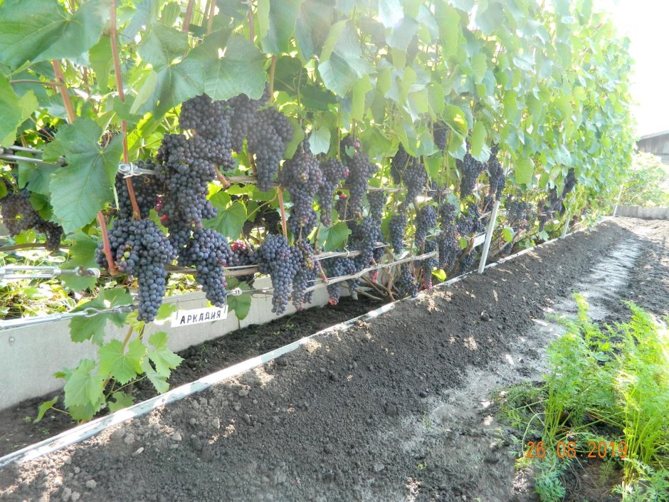 Смоленские гряды для винограда