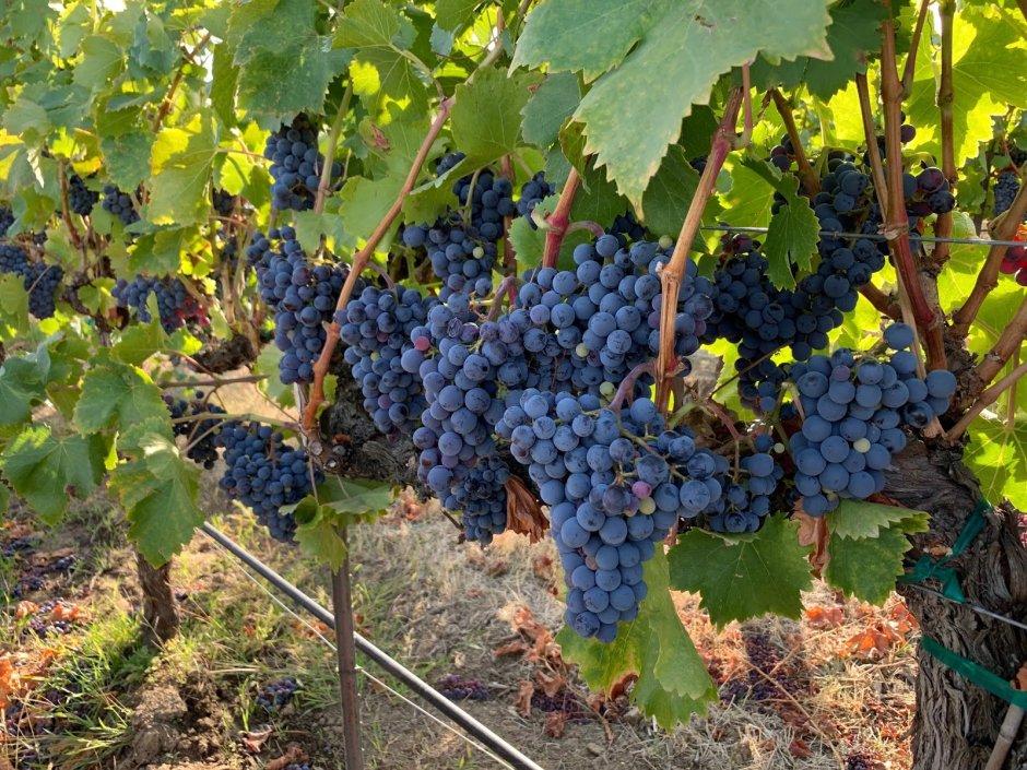 Синий виноград Изабелла