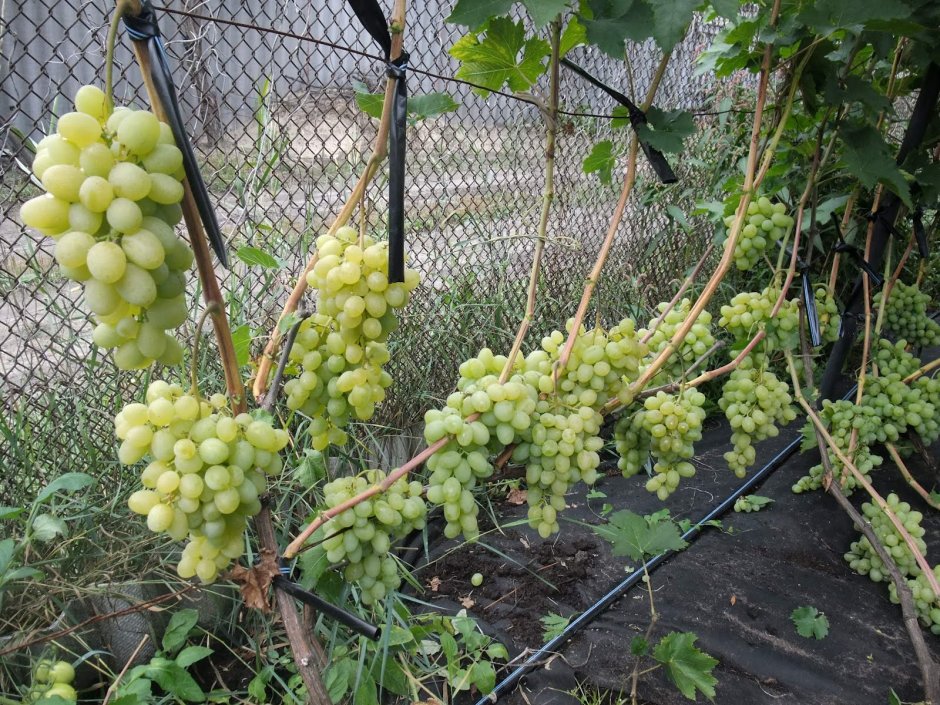 Итальянская пергола для винограда в теплице