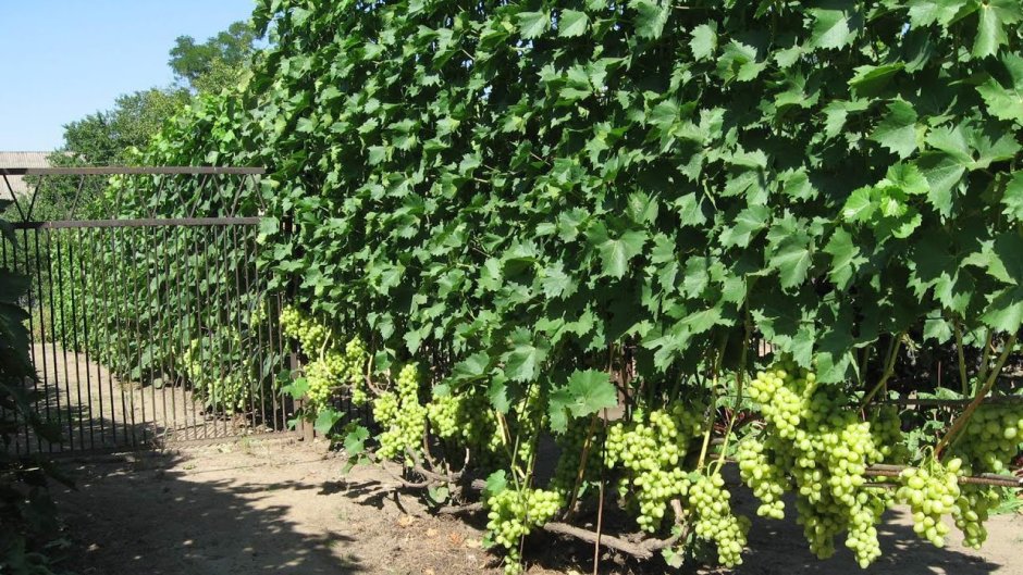 Виноград Изабелла для живой изгороди