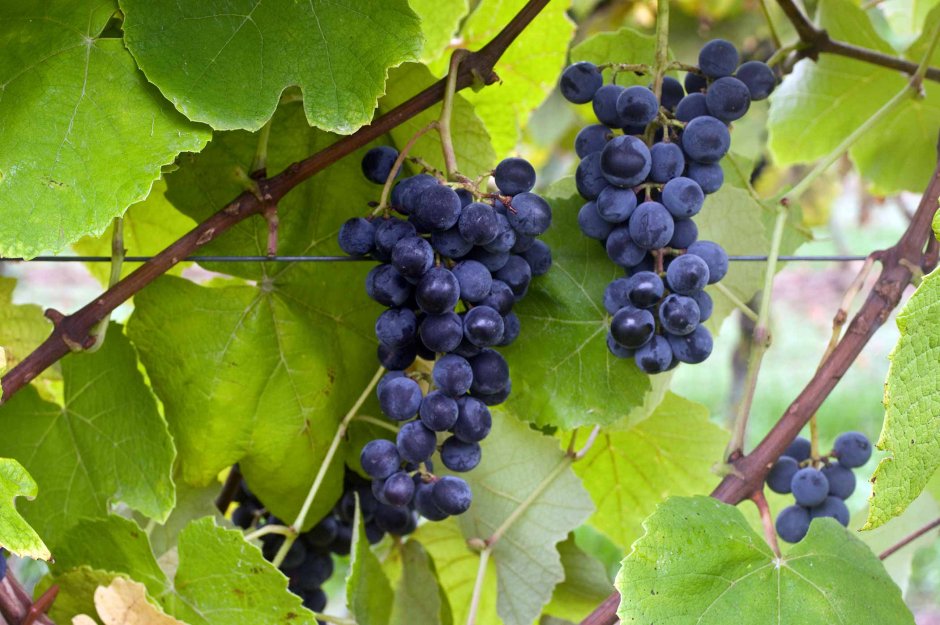 Cabernet Sauvignon лоза грозди