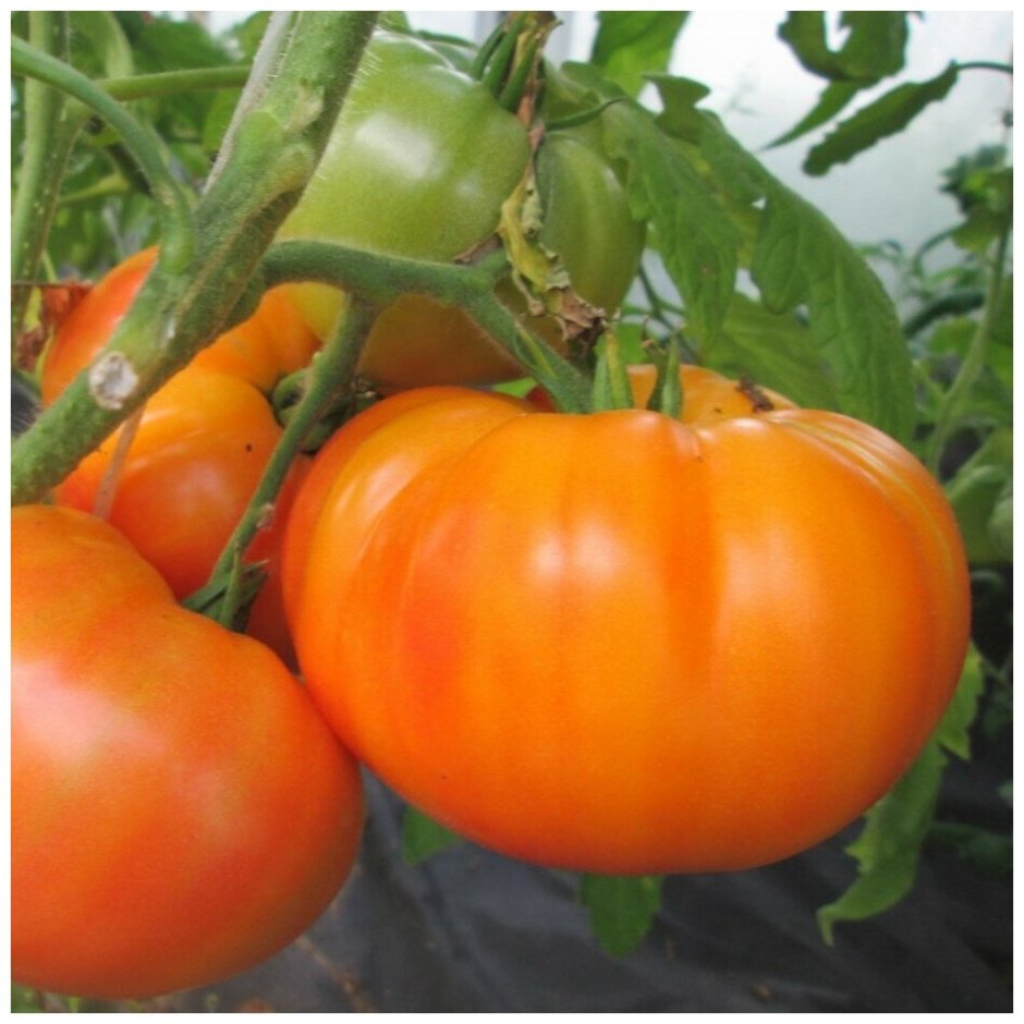 Мелкие черри томаты