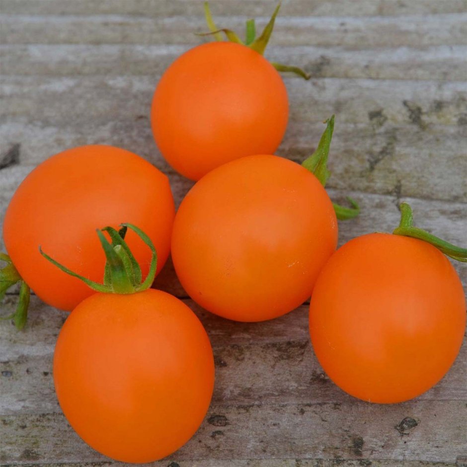 Сорт помидоров оранжевый слон