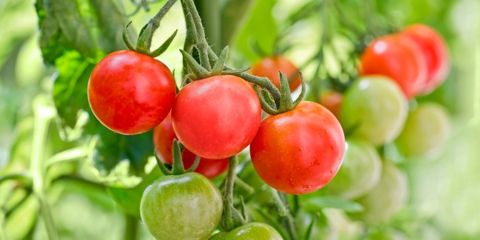 Пермакультура томаты