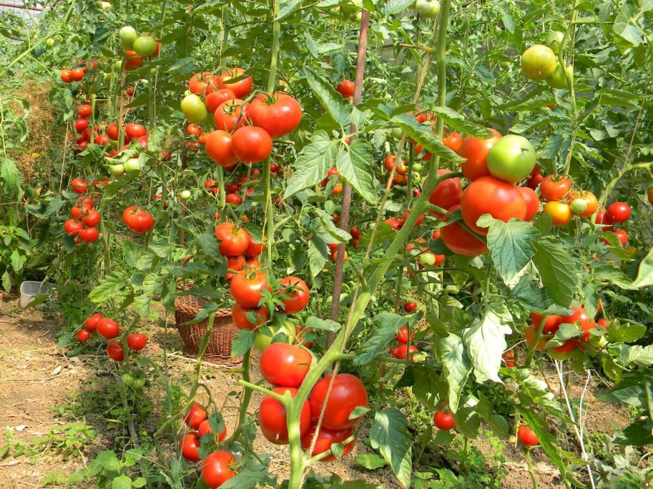 Лучше сорта томатов сажать в открытый грунт