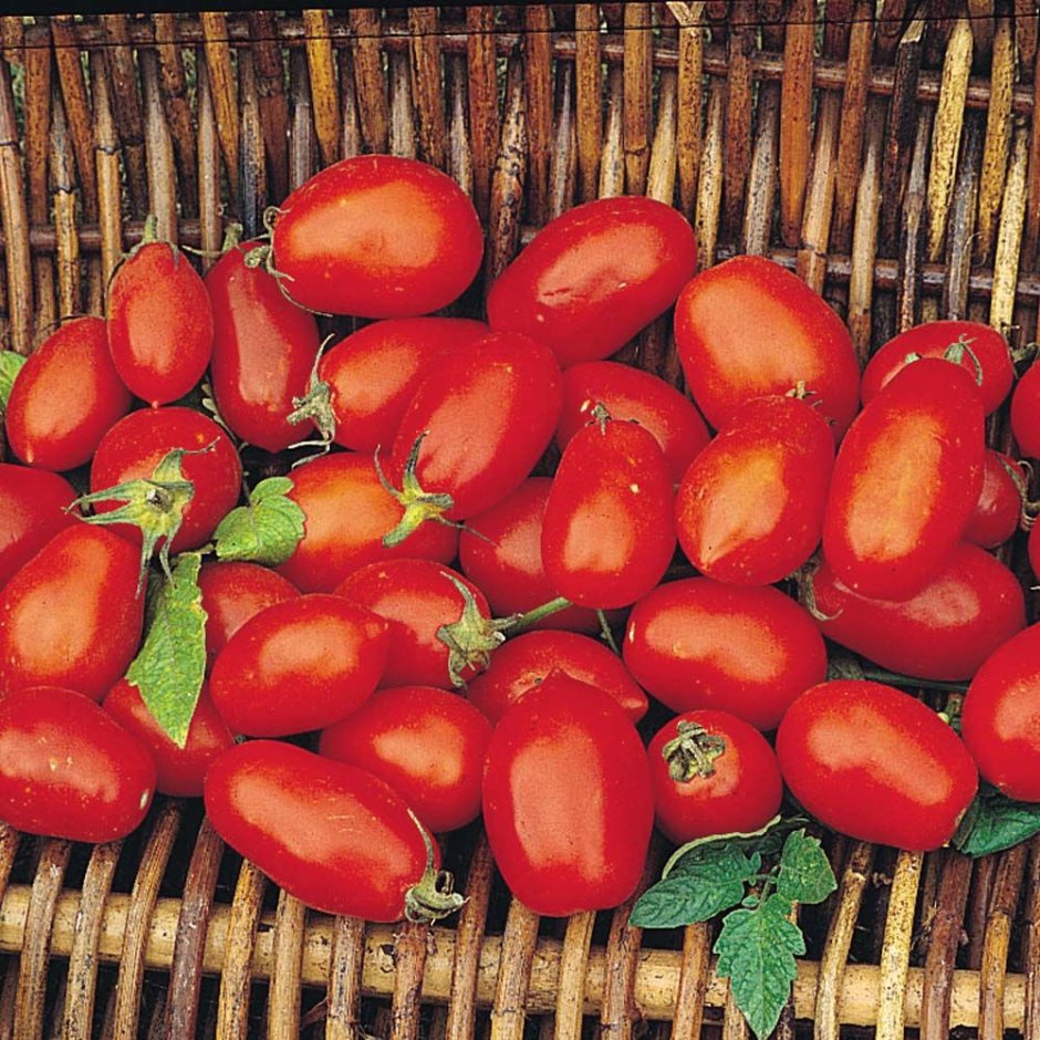 Карамболь томат