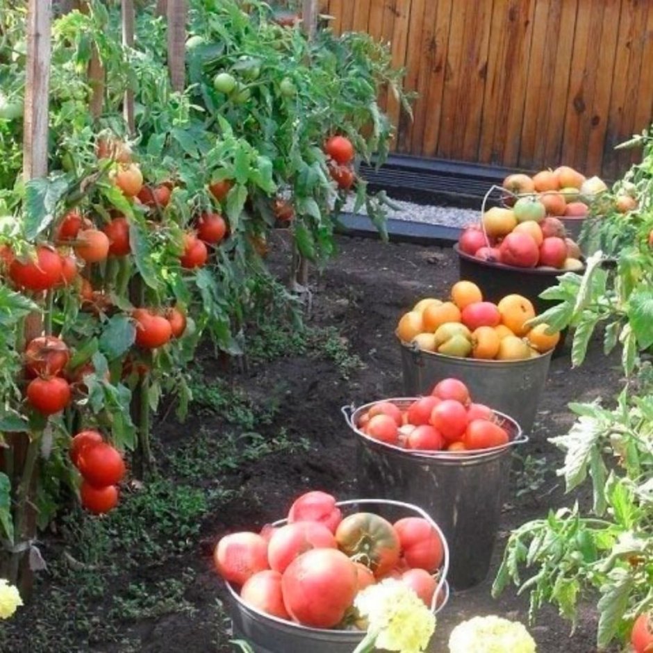 Урожайные грядки томаты