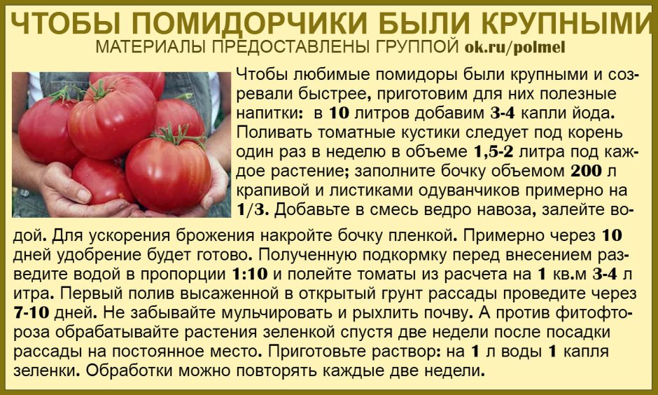 Советы про томаты