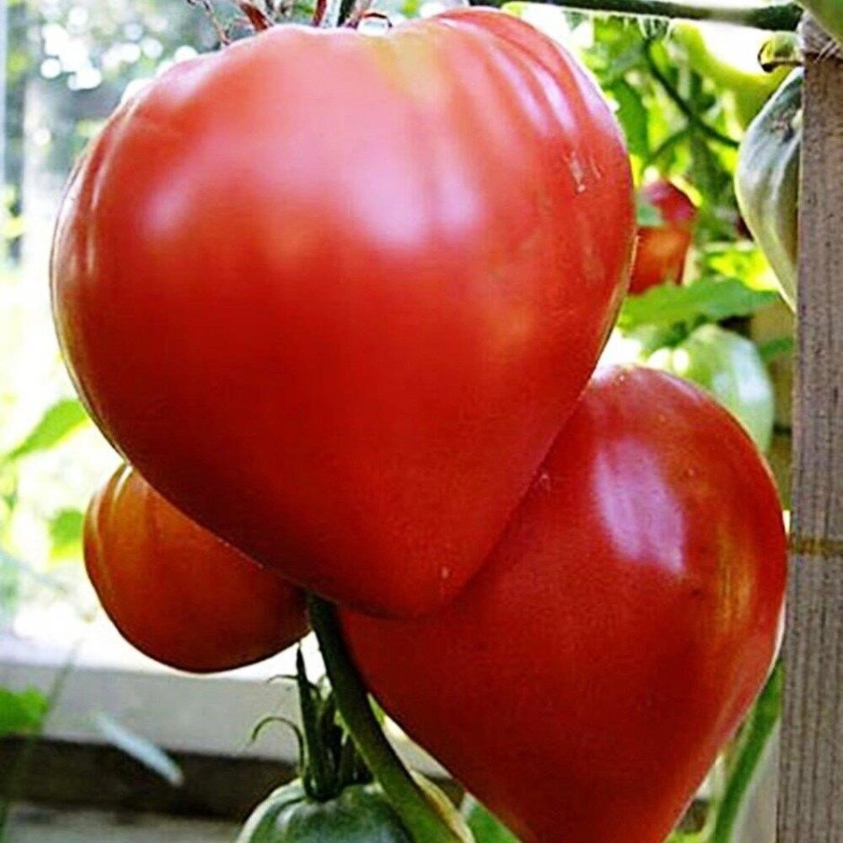 Сорт помидор Бычье сердце