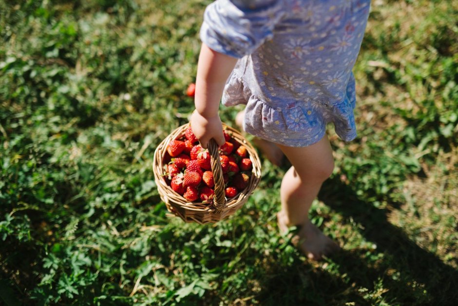 Дети собирают ягоды