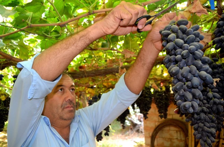 Виноградник Таджикистан Турсунзаде