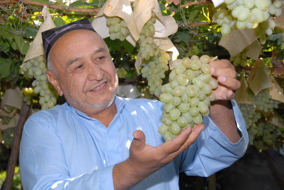 Таджикский виноград