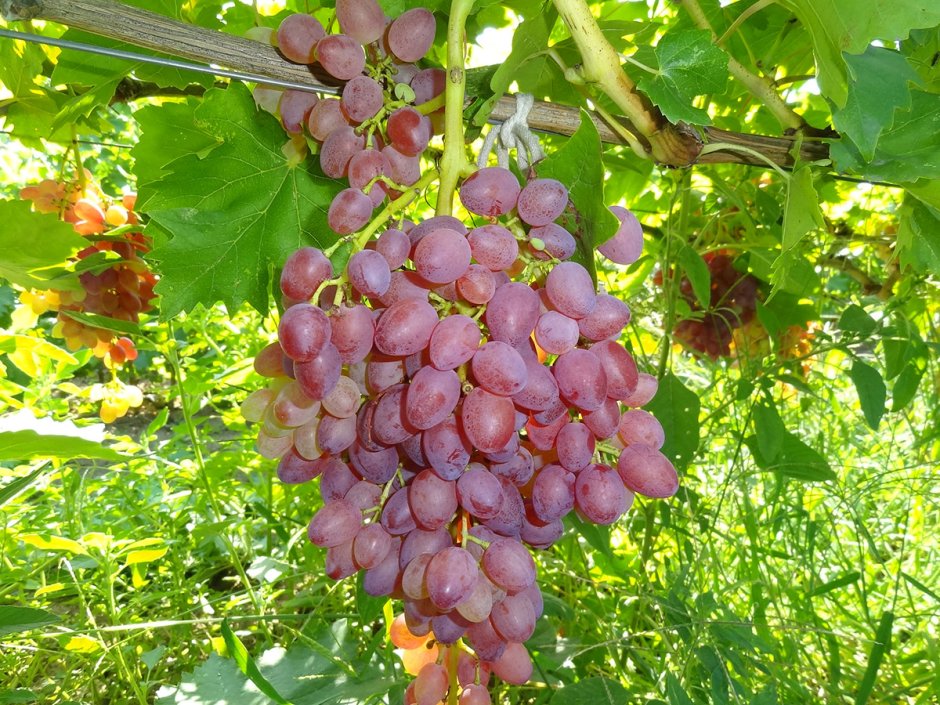 Виноград плодовый кишмиш Лучистый