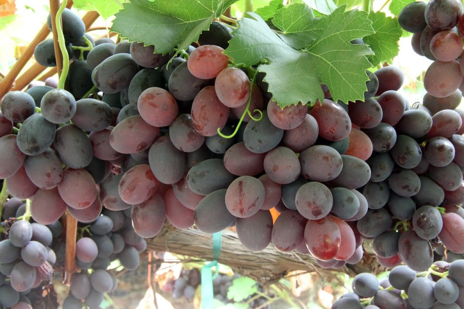 Gamay сорт винограда