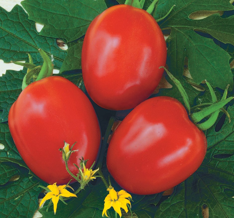 Кубовидные сорта томатов