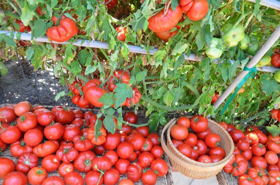 Ребристые томаты сорта