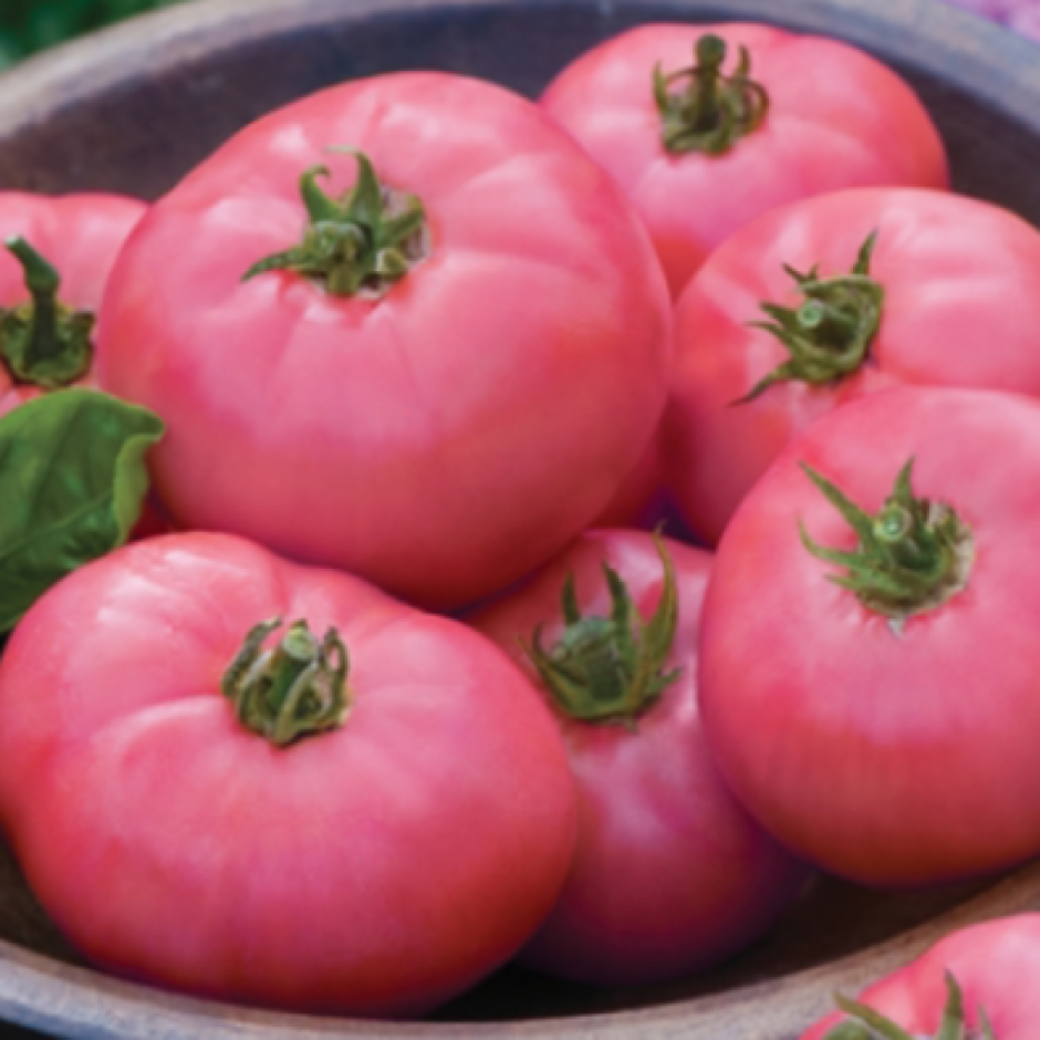 Сорта томатов розовый Волгоградский
